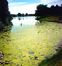 lake before bioremediation